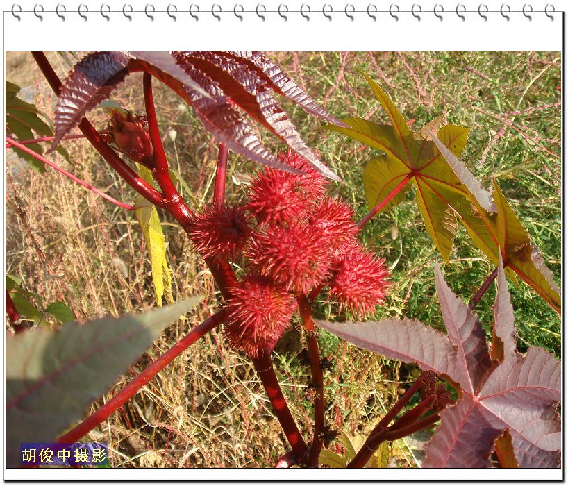  a target="_blank" href="/item/学名:">学名: /a>ricinus communis