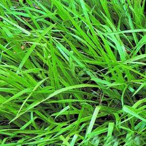 paspalum notatum flugge