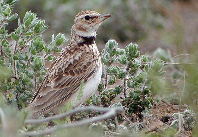  p>二斑百灵(学名:melanocorypha bimaculata)为百灵科百灵属的鸟类.