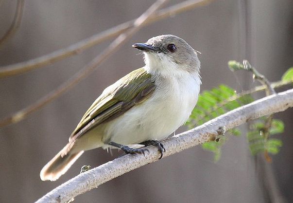 lemmaid="11256608">细嘴莺科 /a>,是鸟纲雀形目的一些中小型鸟类,共