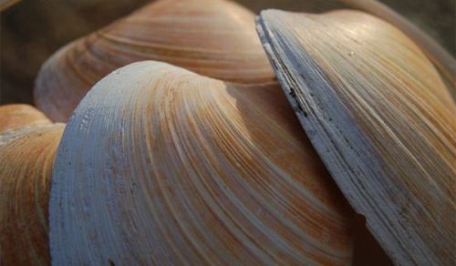  p data-id="gnau8djana">圆蛤即厚蛤.蛤(clam)的可食种.