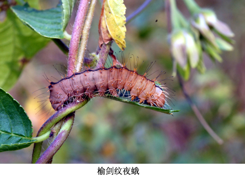  p>鳞翅目,夜蛾科.