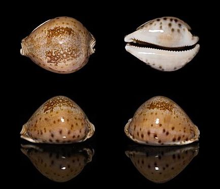  p>王子宝螺(学名:leporicypraea valentia valentia)是腹足纲宝螺科