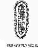  p>海洋幼虫(marine larvae)是四种幼虫生态类群之一.