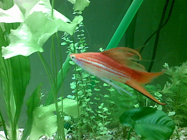 剑尾鱼 全网资源