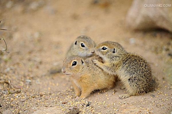 dauricus /i>)别名黄鼠,蒙古黄鼠,草原黄鼠,豆鼠子,大眼贼,属于啮齿