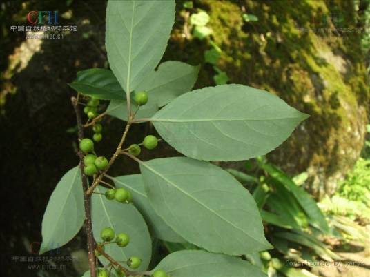 麻妹条叶（中药材）_百度百科