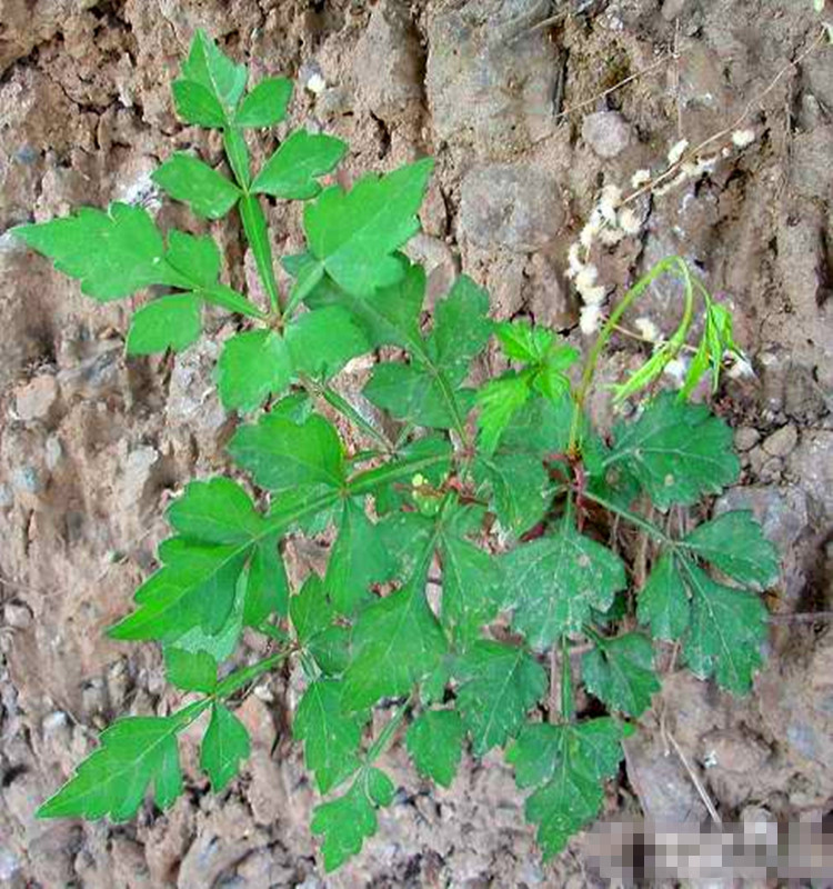  p>白蔹(学名: i>ampelopsis japonica /i> (thunb.