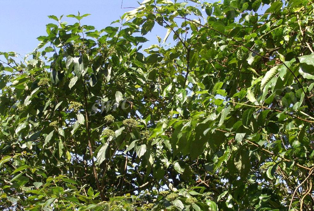  p>水红木(学名: i>viburnum cylindricum /i> buch. -ham. ex d.