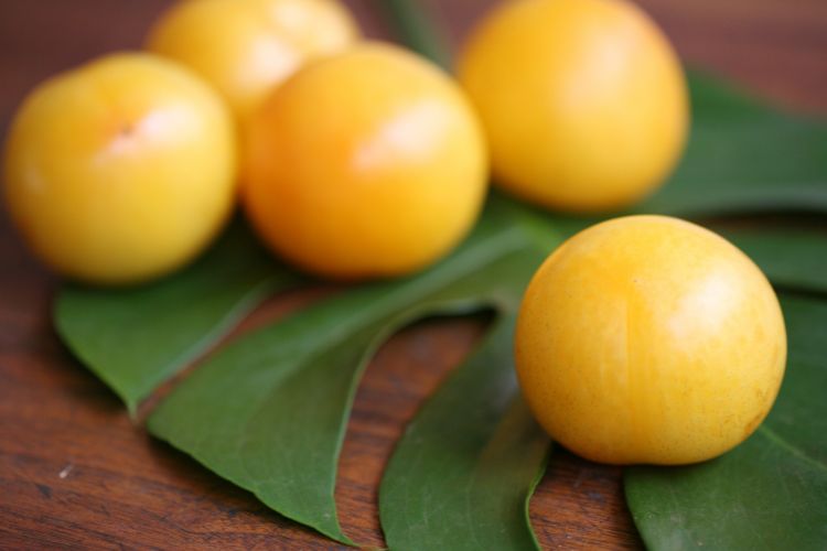 美国杏李风味皇后