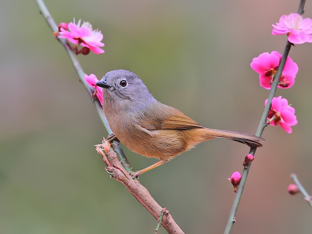  p>灰连雀(学名:hypocolius ampelinus)是鸟纲雀形目灰连雀科的仅有 a