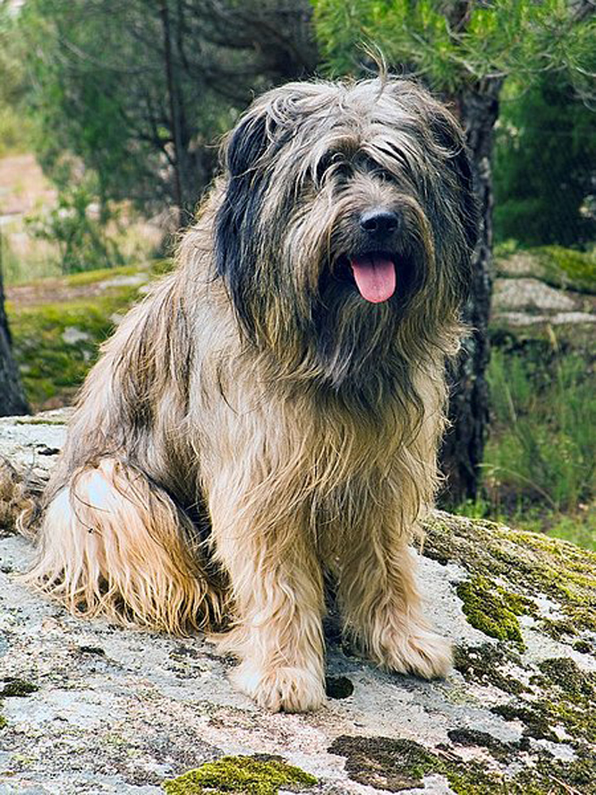 加泰罗尼亚牧羊犬