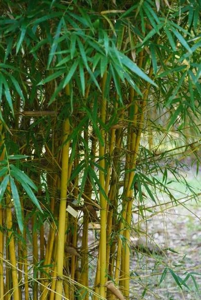  p>青丝黄竹(学名: i>bambusa eutuldoides /i> mcclure var.