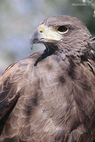  i>parabuteo unicinctus /i>)是 a href="#">鹰科 /a> a href="#">鵟