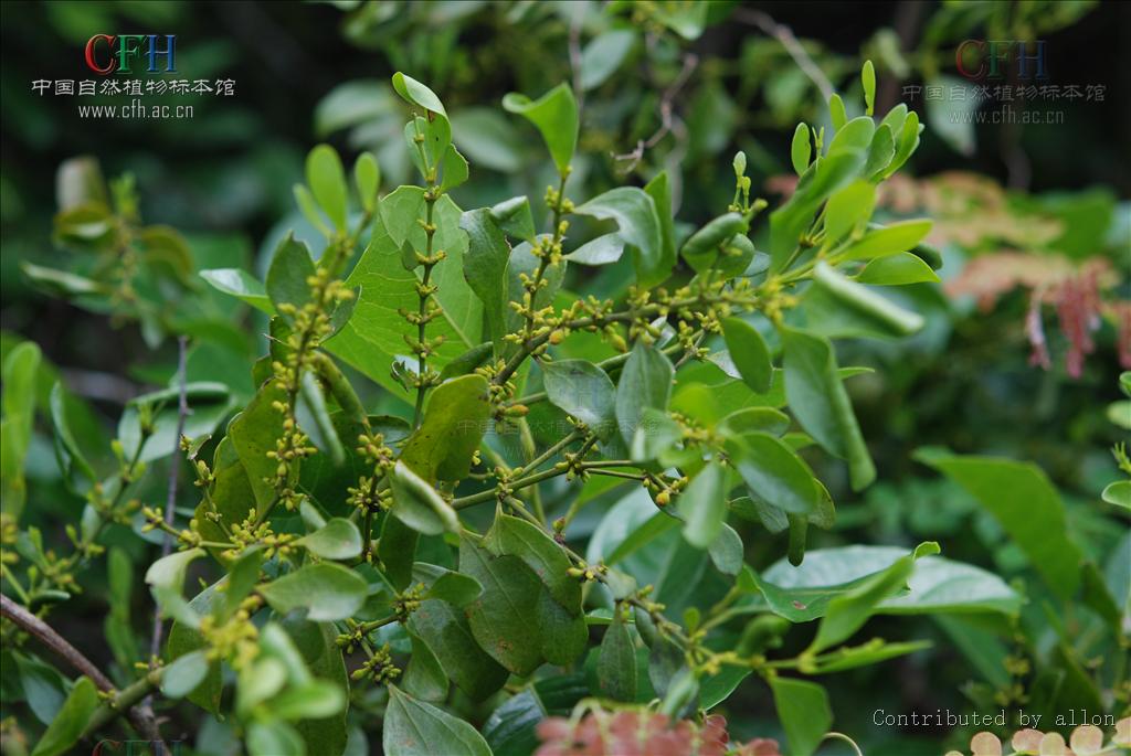  p> b>瘤果槲寄生 /b>(学名: i>viscum ovalifolium /i>)为桑寄生科槲