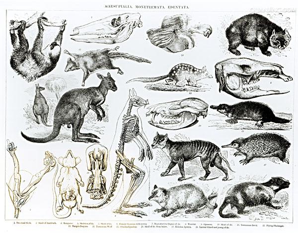  p>贫齿目又称异关节目(xenarthra), a href="#" data-lemmaid="