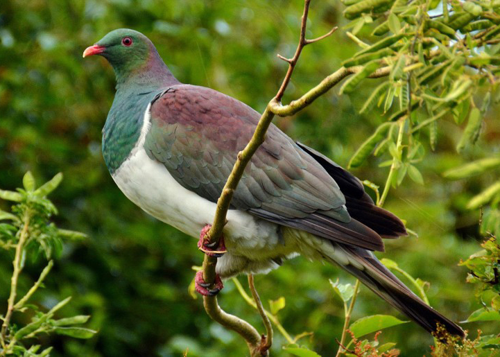  p>新西兰鸠(学名: i>hemiphaga novaeseelandiae /i>):体长46-50厘米