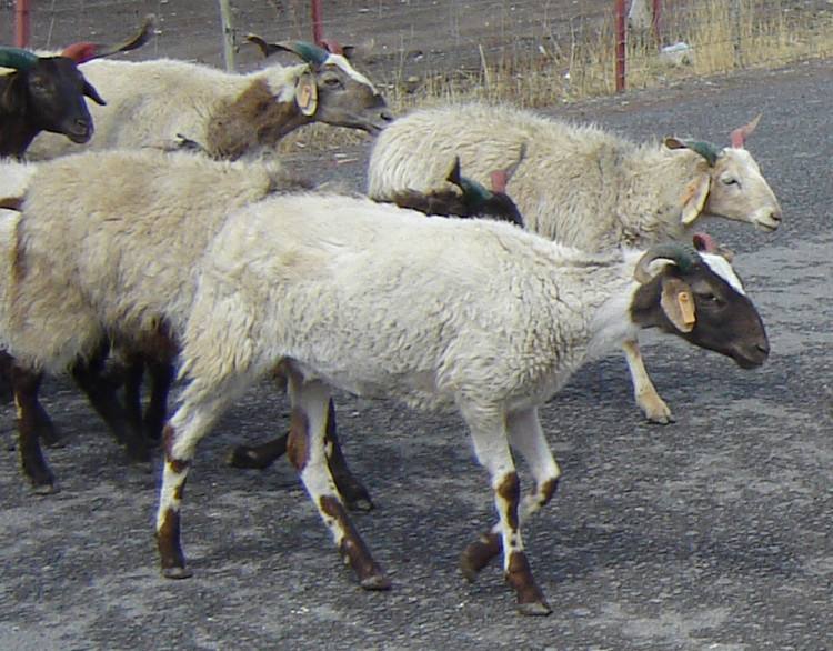  p>甘加藏羊,甘肃省 a target="_blank" href="