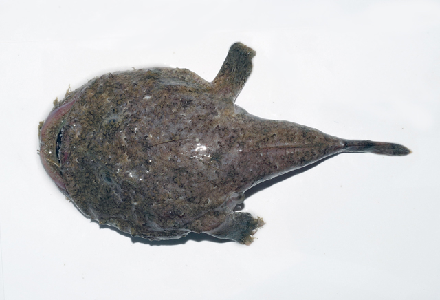  p>黑鮟鱇, i>lophiomus setigerus  /i>(vahl, 1797),俗称结巴鱼