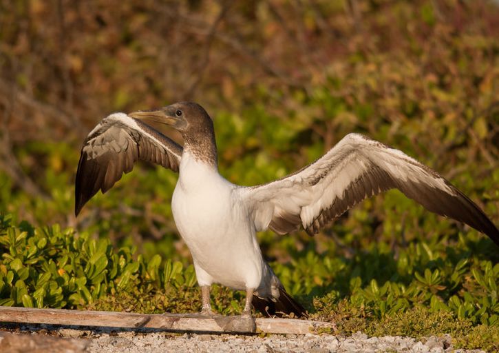  p>蓝脸鲣鸟印尼亚种(学名: i>sula dactylatra bedouti /i>):是 a