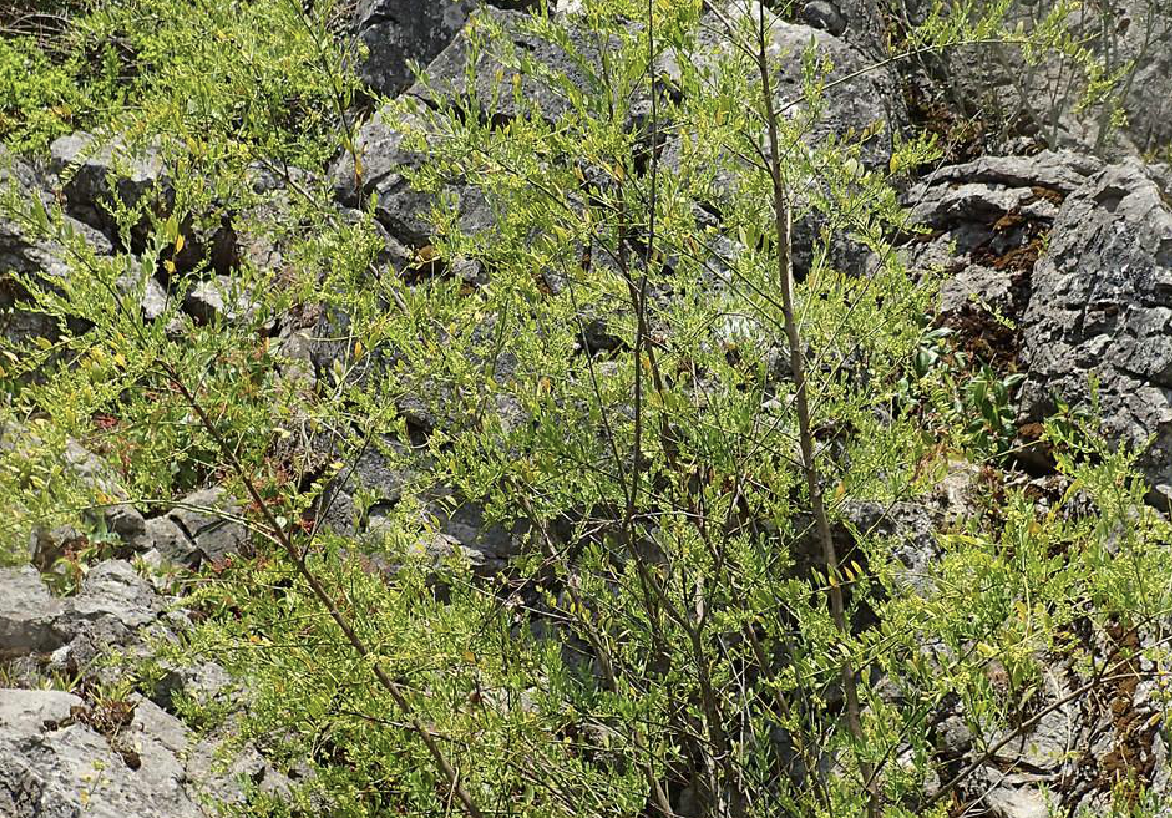  p>沙针(学名: i>osyris /i>  i>lanceolata /i> hochst.