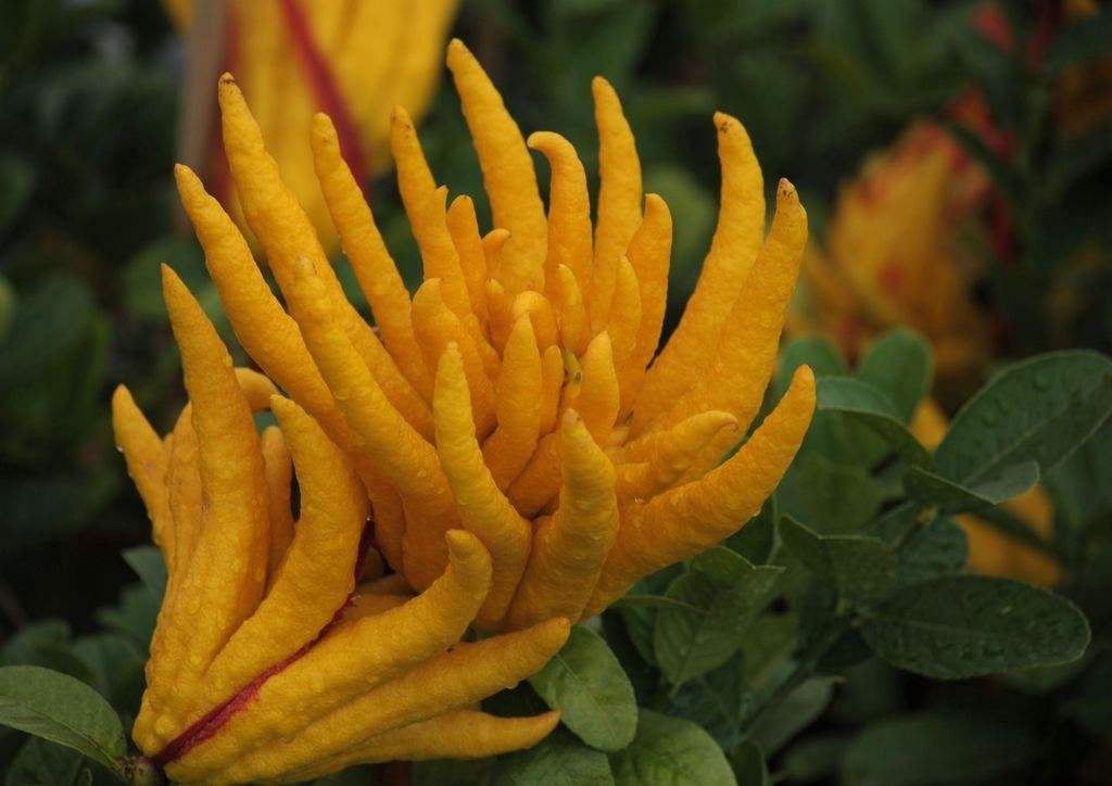  p>金佛手,花序圆锥形,春天 a href="#" data-lemmaid="8442710">