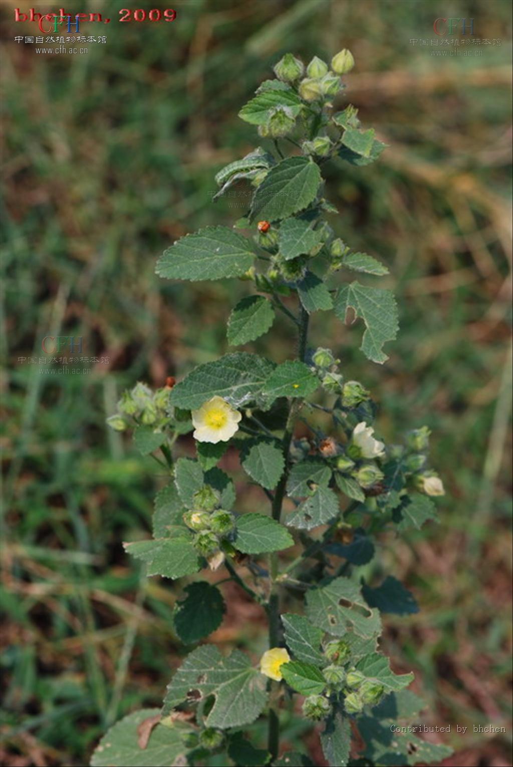  p>黄花稔,中药名.