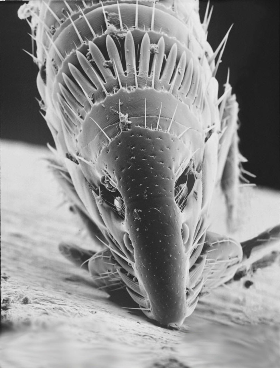  p>跳蚤属于蚤目的完全变态类.