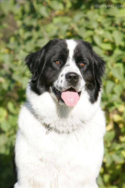  p>兰西尔犬是欧亚大陆的长毛犬品种之一.