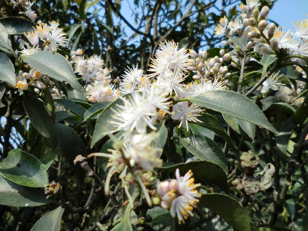  p> b>山矾亚属 /b>是 a target="_blank" href="/item/山矾属