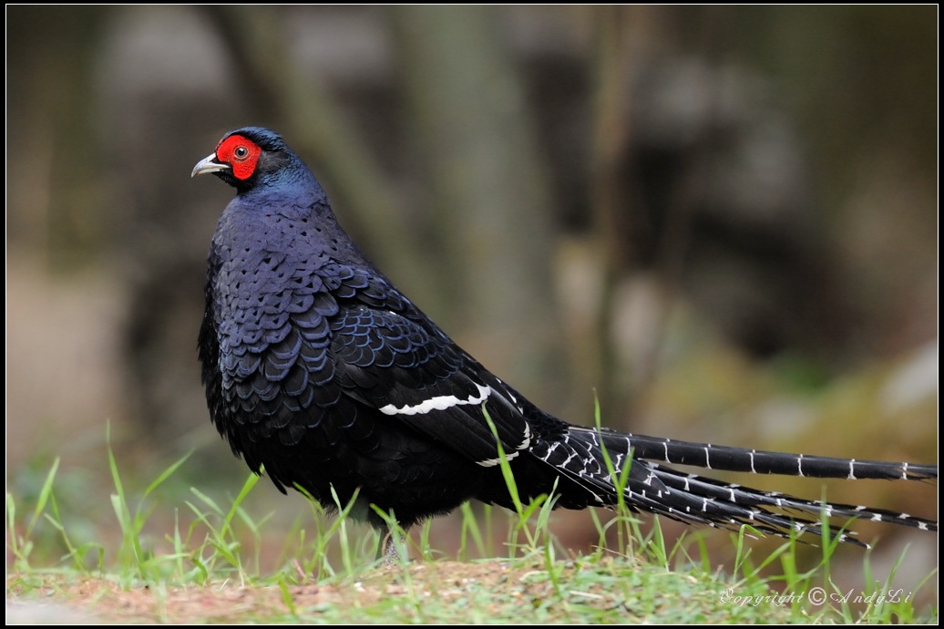  p>黑长尾雉(学名: i>syrmaticus mikado /i>)大型鸡类,体长53~88厘米