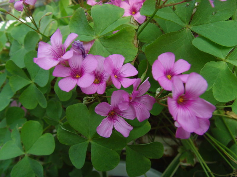  p>铁鞭草,中药名.