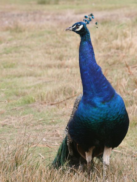  p>蓝孔雀(学名: i>pavo cristatus /i>):体长90-230厘米,翼展130-160