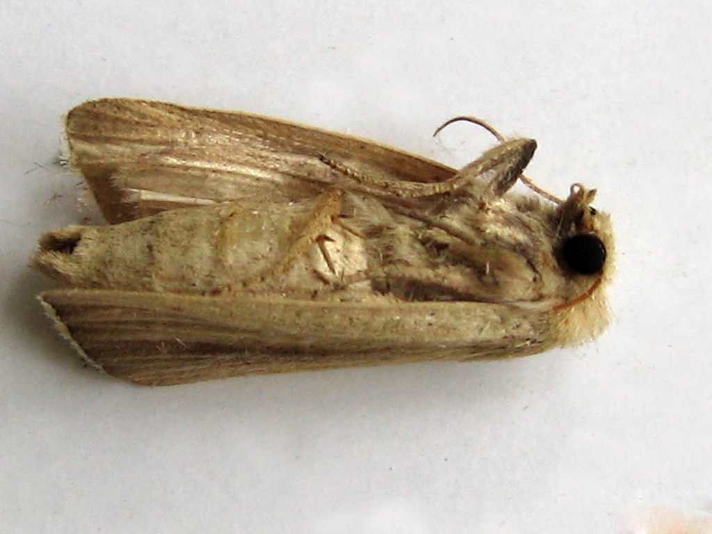 sturmiopsis inferens townsend