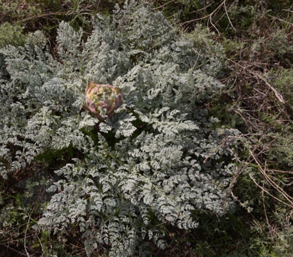 m. shen)是伞形科阿魏属植物,多年生一次结果的草本,高0.5-1.