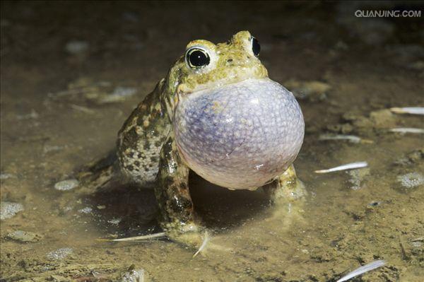  p>蟾蜍,也叫 a target="_blank" href="/item/蛤蟆">蛤蟆 /a>há ma