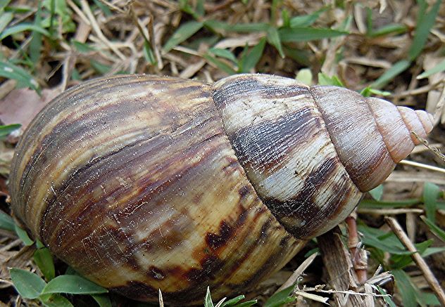  p>非洲大蜗牛(学名: i>achatina fulica /i>):是中大型的陆栖 a
