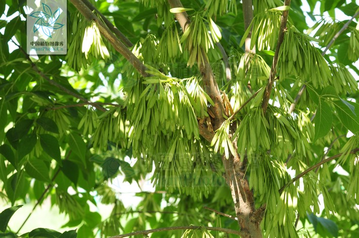  p>山白蜡树叶为白蜡树的叶子( i>fraxinus chinensis roxb. /i>).