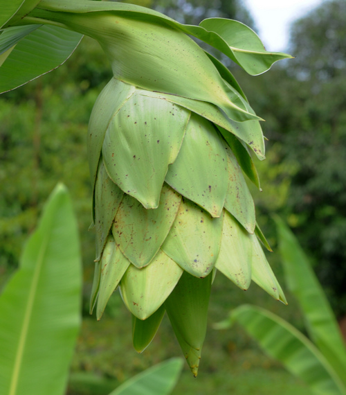 ensete glaucum