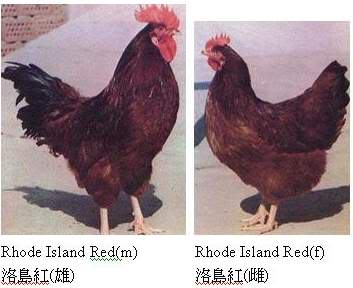 为什么斗鸡皮肤是红的(为什么斗鸡皮肤是红的呢)