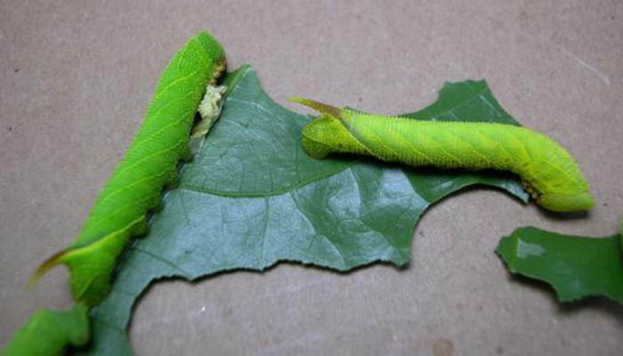  p>豆天蛾( i>clanis bilineata tingtauica /i> mell,1922)是天蛾科