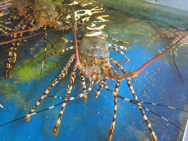  p>锦绣龙虾( i>panulirus ornatus /i>)为 a target="_blank" href="