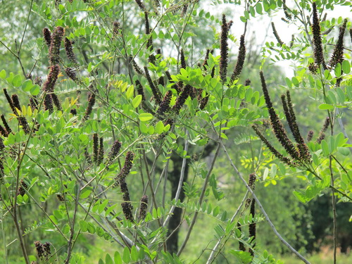  p>紫穗槐(学名: i>amorpha fruticosa /i> linn.