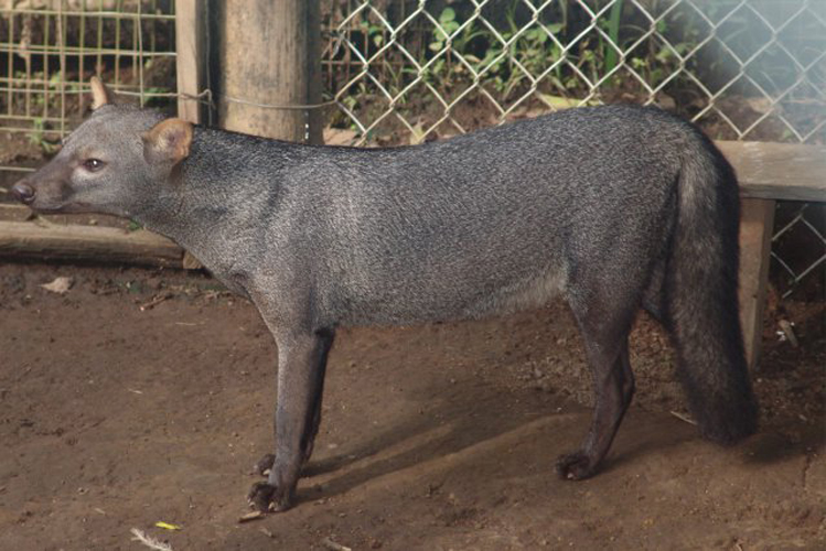  p>小耳犬(学名: i>atelocynus microtis /i>