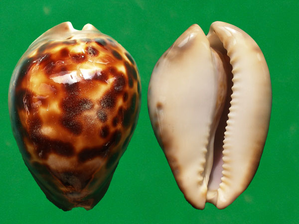  p>优美宝螺(学名:zoila venusta venusta)是腹足纲宝螺科的 a href="