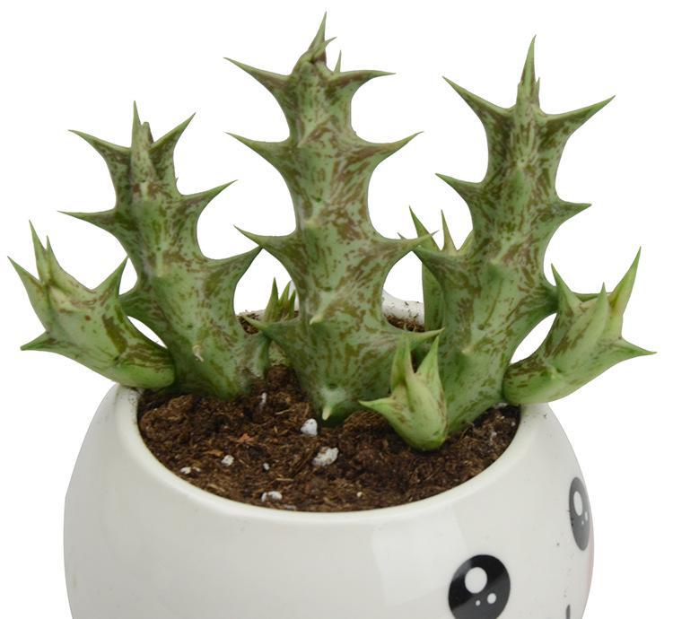  p>龙角(学名:caralluma burchardii)是 a target="_blank" href="