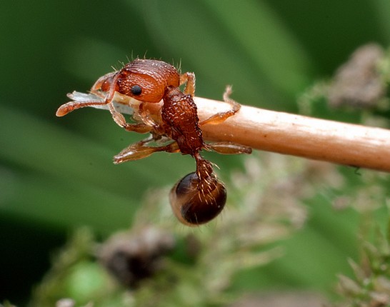  p>双隆骨铺道蚁是铺道蚁属中一种分布广泛的品种,分布于广西,云南