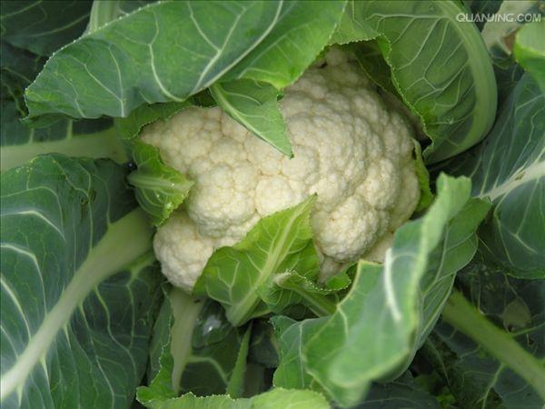 花椰菜