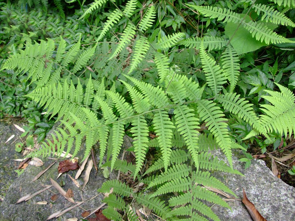  p>凸轴蕨是真蕨目金星蕨科 a target="_blank" href="/item/凸轴蕨属