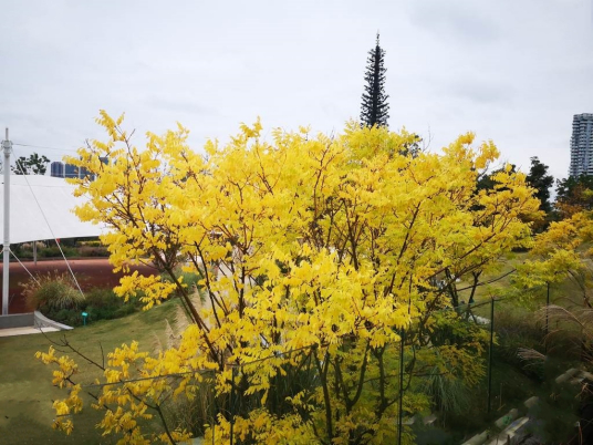 金枝槐 百度百科